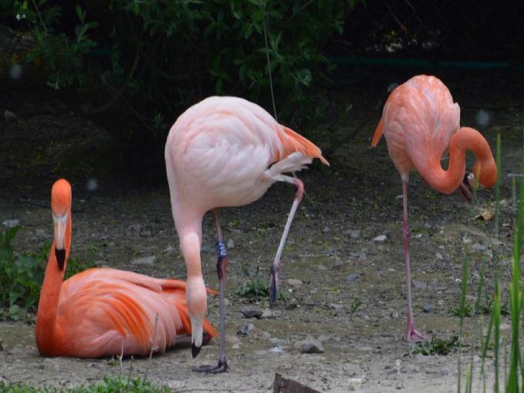 101PARC AUX OISEAUX DANS L AIN 2016 1_000005.jpg